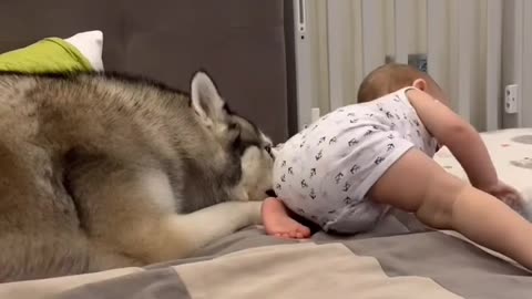 The kid is very lucky, such a friend !!! husky