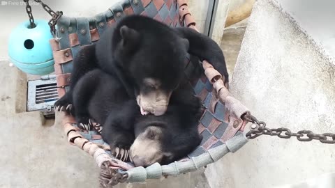 Orphaned Bears Meet And Become The Best Of Friends