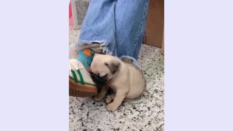 Funny And Cute dog Life. dog And Owners Are The Best Friends Videos. cute dog are trying to sleeping