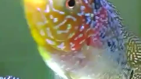 louhan Fish / Flowerhorn