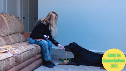 Dog training for Beginners