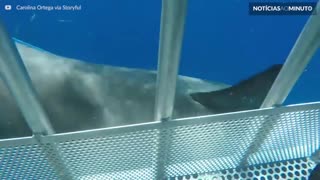 Tubarão-branco esbarra em jaula de mergulhadores
