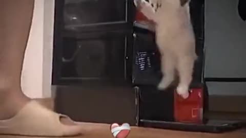 Cute Cat in a play mood 😻🥺 | Beautiful cat videos | Adorable
