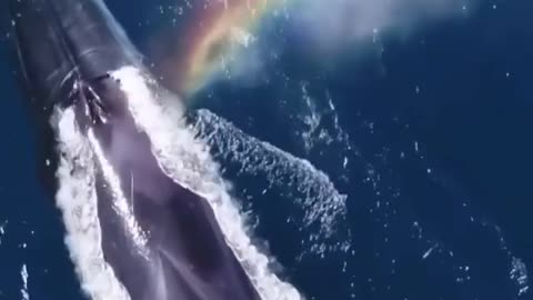 whale shots rainbow from his blowhole