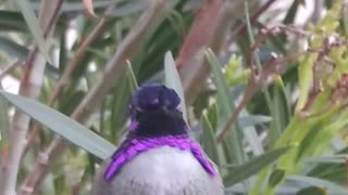 Purple hummimng bird
