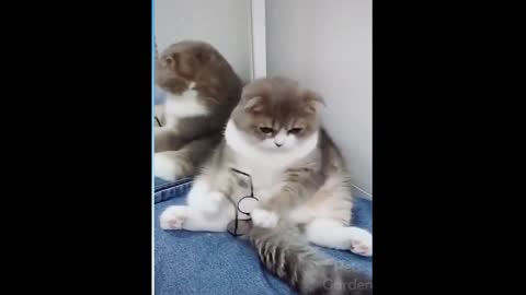 OMG - Beautiful Cats Funny Short Video Of 2021