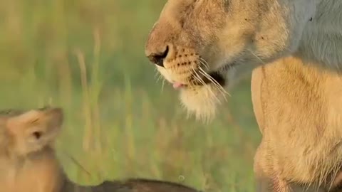 CUBS ARE REARED TOGETHER