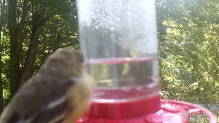 Xtreme Close Up of Hummingbird/Oriole Feeder