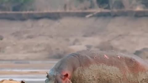 Young Lions are no match for Hippo!