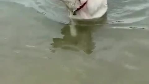 Puppy sits on her mother's back and crosses the river