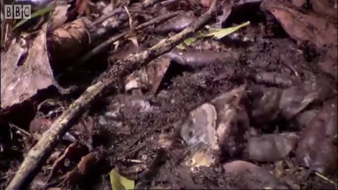 Types of Army Ants | Ant Attack | BBC Earth