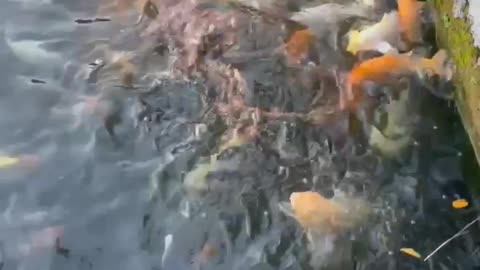 Koi fish farm