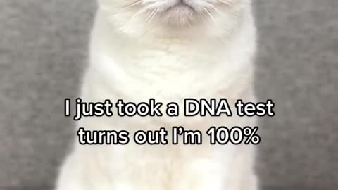 I just took a DNA test turns performance.