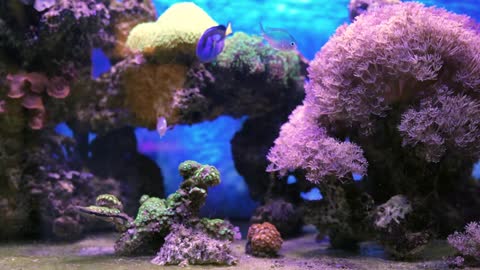 Underwater Colorful Tropical Fishes with Clownfish and Coral Reefs. Aquarium