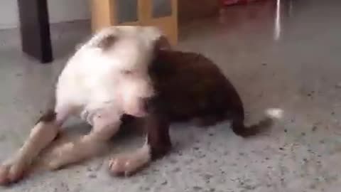 small dog teases big dog