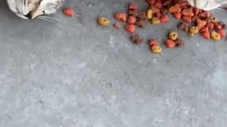 Feral Kitty Doesn't Like to Share Food