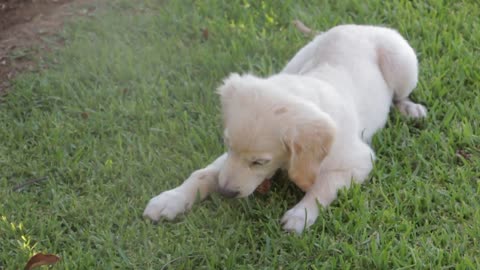 raw leather good or bad for your dog?