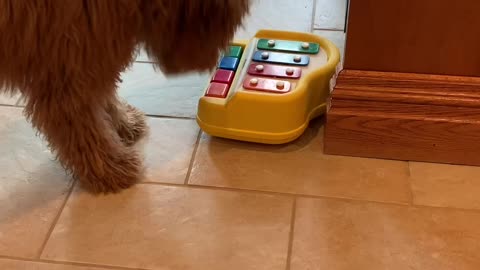 Goldendoodle puppy learns how to play the toy piano