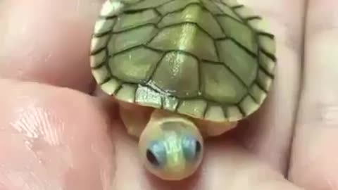 Litle Tortoises