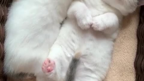 Cute cat sleeping with owner Compilation 2021