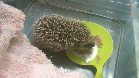 Baby Hedgehog Has Crush On Anshoga With Milk