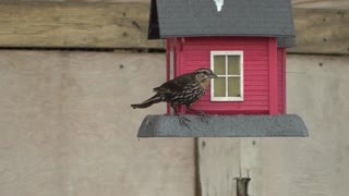 103 Toussaint Wildlife - Oak Harbor Ohio - Hurry Up And Eat