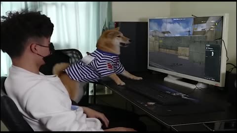 Funny dog playing PC games || Funny Dog