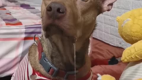 Doggy Drools Over Owner's Meal
