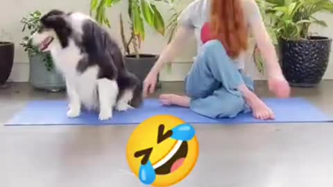 Funny Animals Videos2022 -Funniest Cats And Dogs Videos