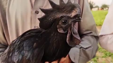 Have you seen a black rooster.Вы видели чёрного петуха?