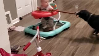 Baby Gets Towed In Walker By Canine Friend