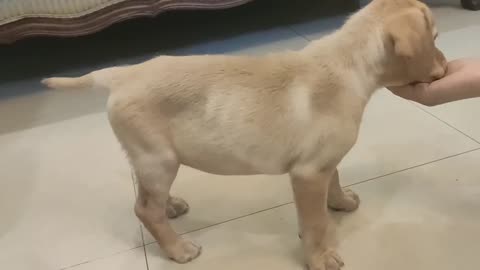 Happy happy to hand animal video puppy dog