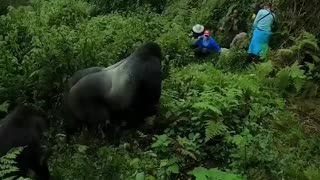 encounter with silverback gorilla