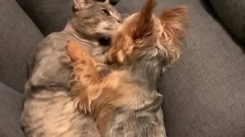 cat and dog in love