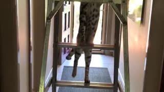 Ladder climbing kitty