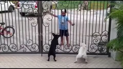 Punjabi Kid Dance In Front Of Dogs hilarious