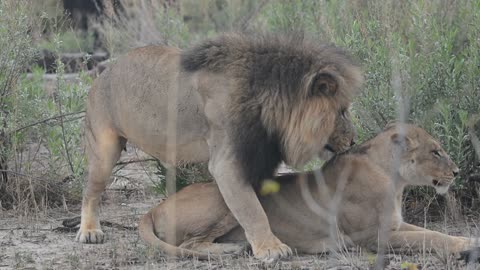 Mating Lions in Moremi Game Reserve, Botswana