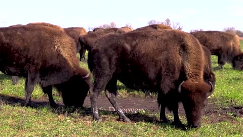 Water Buffalo Farm - Harvesting Buffalo Milk - Excellent Buffalo Meat Processing Technology