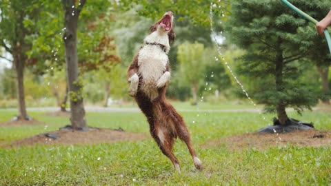 Happy border collie playing in water