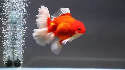 Goldfish Beautiful oranda