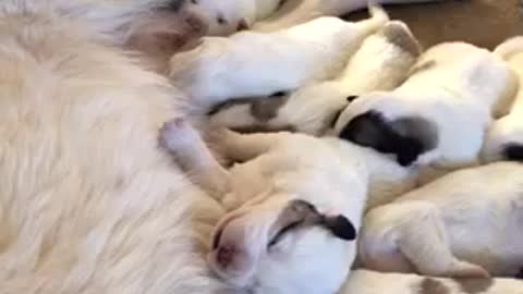 Alaska has new litter of puppies