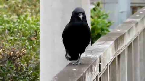 Crow doing CAT walk..! Crow becomes Showstopper by doing Amazing CROW-CAT Walk
