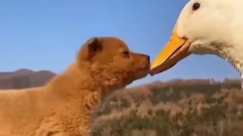 puppy and duck so much love ❤️😍
