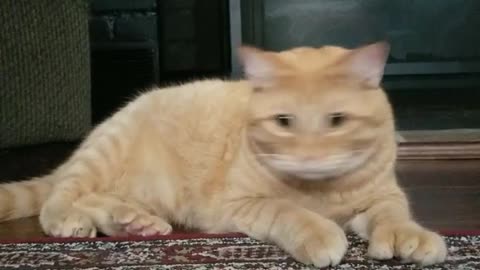 Excited cat plays with brand new toy