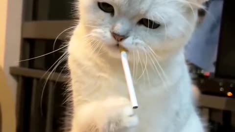 superb action cat viral video