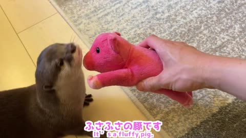 Otter is happy to have a new toy !