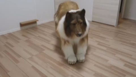 Japonês viraliza vestido com fantasia de um cão super realista