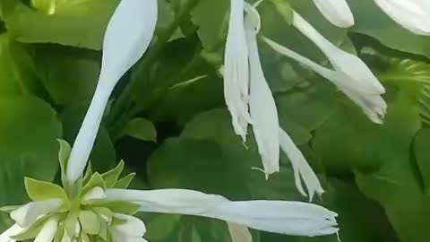 White flowers are beautiful