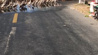 Traffic Stops to Let Flock of Ducks Cross Street