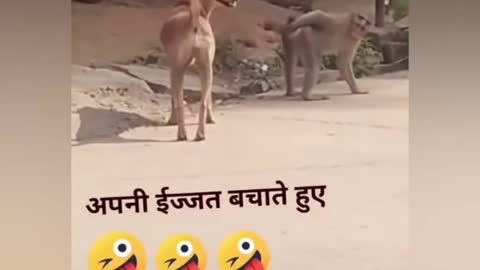 Funny dog vs monkey video 😂😂